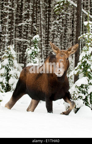 Alci Vacca (Alves alces), Canadese Montagne Rocciose, il Parco Nazionale di Jasper, western Alberta, Canada Foto Stock