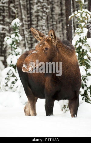 Alci Vacca (Alves alces), Canadese Montagne Rocciose, il Parco Nazionale di Jasper, western Alberta, Canada Foto Stock