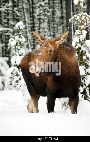 Alci Vacca (Alves alces), Canadese Montagne Rocciose, il Parco Nazionale di Jasper, western Alberta, Canada Foto Stock