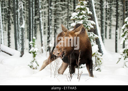 Alci Vacca (Alves alces) navigazione su buffaloberry ramoscelli (Shepherdia canadensis) canadese montagne rocciose del Parco Nazionale di Jasper Foto Stock