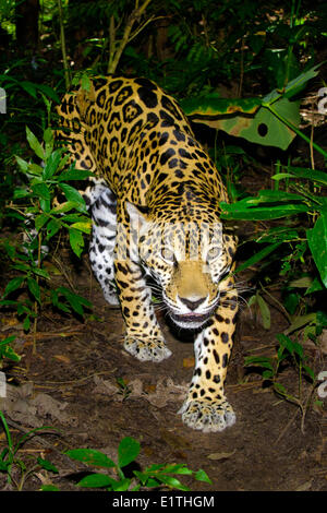 Jaguar (Panthera onca), la foresta pluviale tropicale, Belize, America Centrale Foto Stock