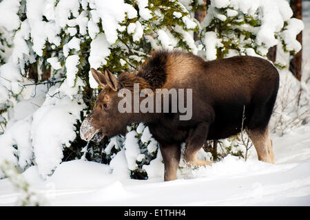 Moose polpaccio (Alves alces) a 7 mesi di età, Canadese Montagne Rocciose, il Parco Nazionale di Jasper, western Alberta, Canada Foto Stock