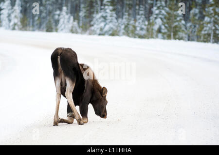 Moose polpaccio (Alves alces) a 7 mesi di età di mangiare il sale una strada invernale canadese montagne rocciose del Parco Nazionale di Jasper western Alberta Foto Stock