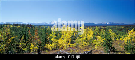 Il rimboschimento dopo la rigenerazione clearcutting lodgepole pine Pinus contorta aspen Populus tremuloides dopo il montaggio di registrazione Foto Stock