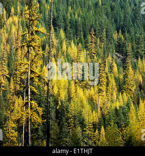 Western larice Larix occidentalis noto anche come western tamarack in una caduta di foresta colorate nelle montagne Monashee British Foto Stock