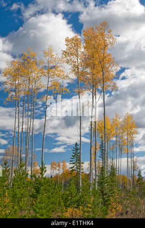 Foresta rigenerato stand lodgepole pine Pinus contorta dopo la registrazione dei restanti overstory aspen Populus tremuloides in autunno Foto Stock