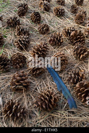 Ponderosa Pine Pinus ponderosa coni con una piuma nero-fatturati gazza Pica hudsonia in Ponderosa Pine Forest Stemwider Foto Stock