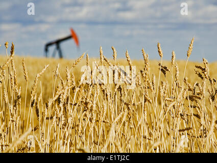 Martinetto della pompa nel campo di grano, vicino Carstairs, Alberta, Canada. Foto Stock