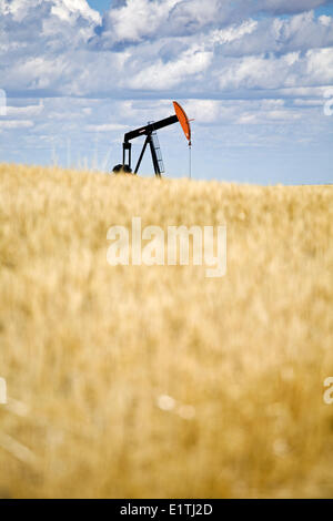 Martinetto della pompa nel campo di grano vicino Carstairs Alberta. Foto Stock