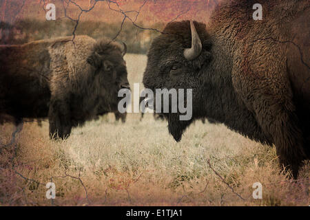 Le pianure bison, Alberta, Canada. Foto Stock