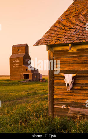 Chiusura del cranio di vacca sulla vecchia casa di elevatore della granella in background, abbandonati/città fantasma di Bents, Saskatchewan, Canada Foto Stock