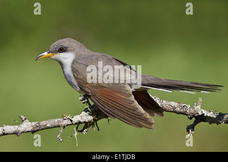 Giallo-fatturati cucù - Coccyzus americanus Foto Stock