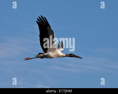 Woodstork in volo, mycteria americana, Florida Foto Stock