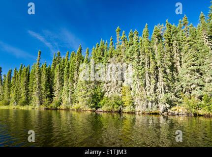 La foresta di abete rosso lungo il lago, Little Deer Lake, Lac La Ronge Parco Provinciale, Northern Saskatchewan, Canada Foto Stock