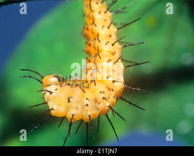 Il postino rosso o Crimson-patchato Longwing Butterfly larva (Heliconius erato petiverana), S TX, e Messico a Panama Foto Stock