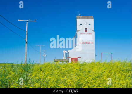 Wind-soffiato dolce trifoglio giallo, vecchio elevatore della granella, Glentworth, Saskatchewan, Canada Foto Stock