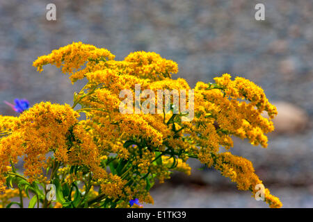 Mare fiore oro, (Solidago sempervirens) Foto Stock