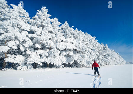 Un uomo di racchette da neve verso il gelo alberi coperti in shelter cinghia, vicino a cuochi Creek, Manitoba, Canada Foto Stock