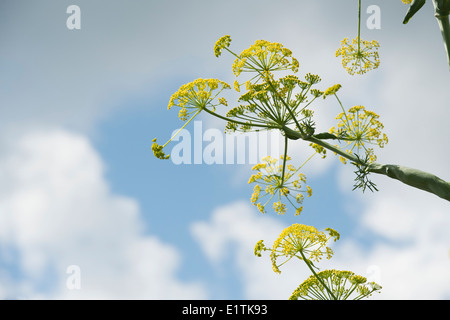 Angelica archangelica. Angelica fioritura contro un blu cielo nuvoloso Foto Stock