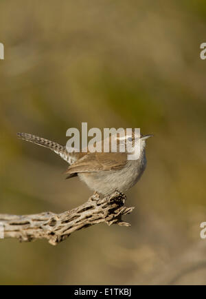 Bewick di Wren, Thryomanes bewickii, Nuovo Messico, STATI UNITI D'AMERICA Foto Stock