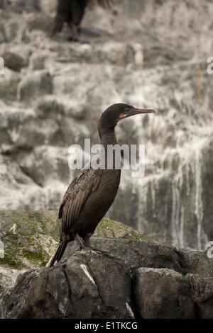 Brandt il cormorano Phalacrocorax, penicillatus, Gara rocce, Victoria, BC, Canada Foto Stock