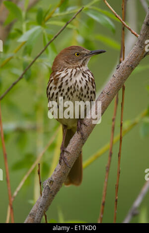 Brown Thrasher, Toxostoma rufum, Alberta, Canada Foto Stock