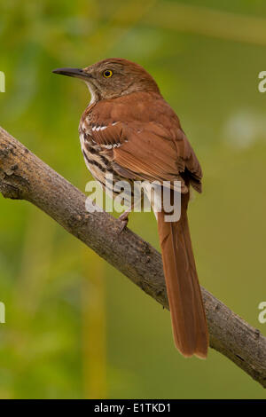 Brown Thrasher, Toxostoma rufum, Alberta, Canada Foto Stock