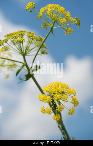 Angelica archangelica fioritura contro un blu cielo nuvoloso Foto Stock