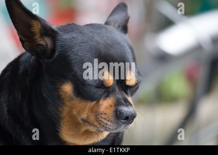 Un cane di pelo al di fuori di un caffè di Hoi An, un sito Patrimonio Mondiale dell'UNESCO e una delle più popolari destinazioni in Vietnam. Foto Stock