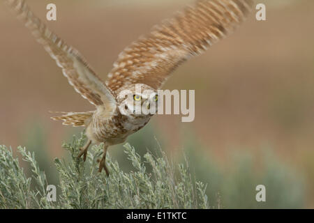 Scavando il gufo, Athene cunicularia, Ephrata, Washington, Stati Uniti d'America Foto Stock