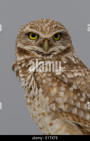 Scavando il gufo, Athene cunicularia, Ephrata, Washington, Stati Uniti d'America Foto Stock