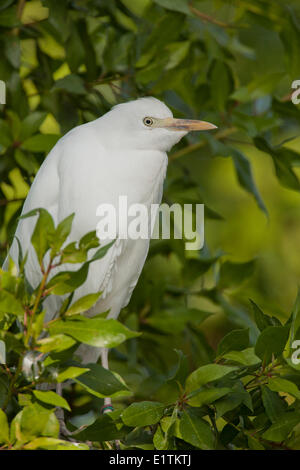 Airone guardabuoi, Bubulcus ibis, Everglades, Florida, Stati Uniti d'America Foto Stock