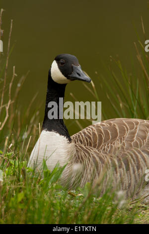 Canada Goose, Branta canadensis, Vancouver, BC, Canada Foto Stock