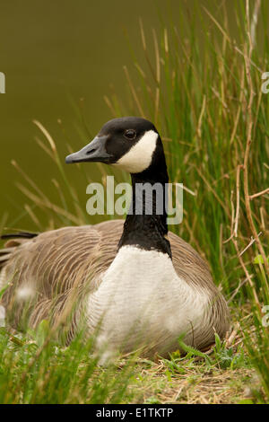 Canada Goose, Branta canadensis, Vancouver, BC, Canada Foto Stock