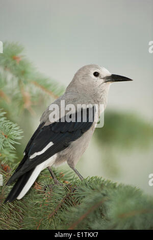 Clark schiaccianoci, Nucifraga columbiana, Manning Park, BC, Canada Foto Stock