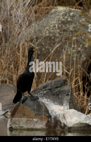 Double-crestato, cormorano Phalacrocorax auritus, Oregon, Stati Uniti d'America Foto Stock