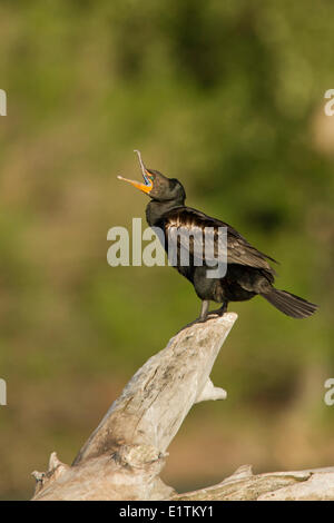 Double-crestato, cormorano Phalacrocorax auritus, Alberta, Canada Foto Stock