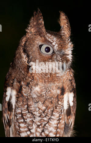 Screech-Owl orientale, Megascops asio, Florida, Stati Uniti d'America Foto Stock