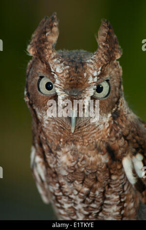 Screech-Owl orientale, Megascops asio, Florida, Stati Uniti d'America Foto Stock