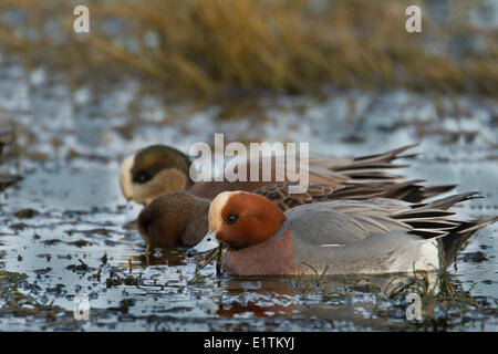 Eurasian fischione, Anas penelope, BC, Canada Foto Stock