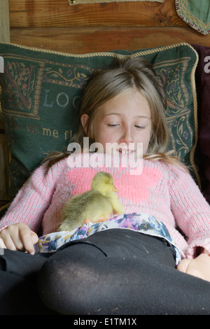 Giovane oca, gosling addormentato sul grembo di una giovane ragazza, Wales, Regno Unito. Foto Stock