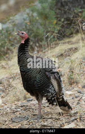 Il tacchino selvatico, Meleagris gallopavo, Arizona, Stati Uniti d'America Foto Stock