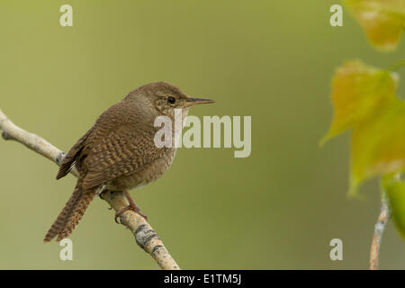 Bewick di Wren, Thryomanes bewickii, Montana, USA Foto Stock