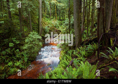 Cliff Gilker Park, foresta pluviale e creek, Roberts Creek, Sunshine Coast, British Columbia, Canada Foto Stock