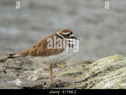 Killdeer, Charadrius vociferus. Victoria, BC, Canada Foto Stock