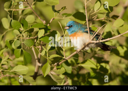 Lazuli Bunting, Passerina amoena, Arizona, Stati Uniti d'America Foto Stock