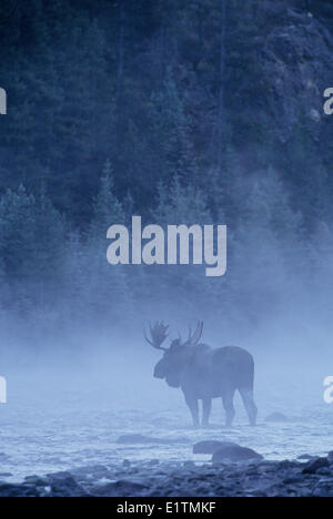 Alci (Alces alces) maschio nella nebbia, Autunno, il Parco Nazionale di Jasper, Alberta, Canada Foto Stock