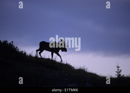 Alci (Alces alces) maschio Silhouette, Autunno, Parco Nazionale dei laghi di Waterton, Alberta, Canada Foto Stock