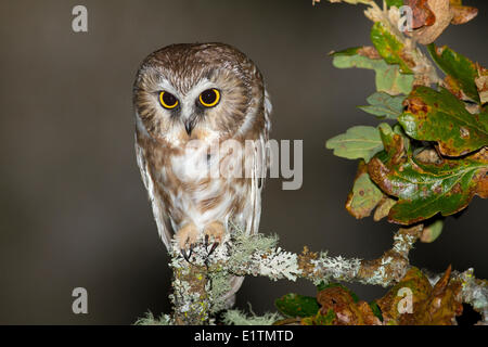 Sega nord-stuzzicare il gufo, Aegolius acadicus, Rocky Point, Victoria, Southern BC, Canada Foto Stock