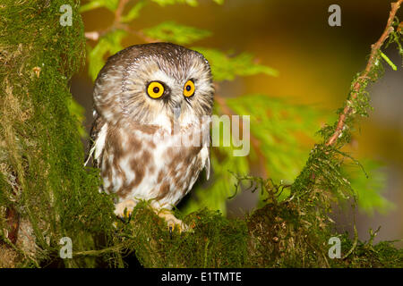 Sega nord-stuzzicare il gufo, Aegolius acadicus, Rocky Point, Victoria, Southern BC, Canada Foto Stock